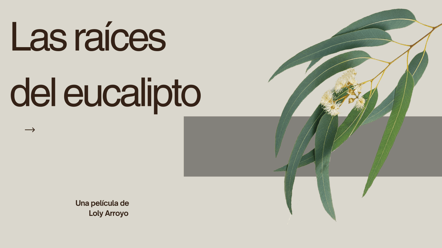 Las raíces del eucalipto